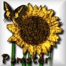 Pam-sunflower and butterfly