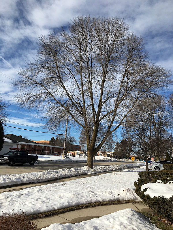 Blue skies. Thin white clouds. Large tree with no leaves. Some snow. 2-2-2020