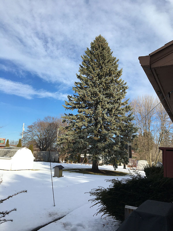 Feb 2, 2020 Blue skies with thin white clouds, blue spruce tree and some snow.