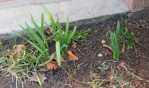Daffodils 3-20-04