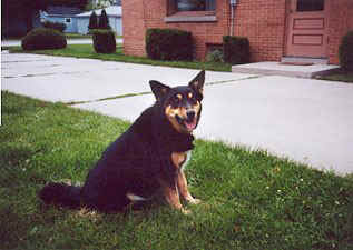 Honey poses on lawn near side of house.
